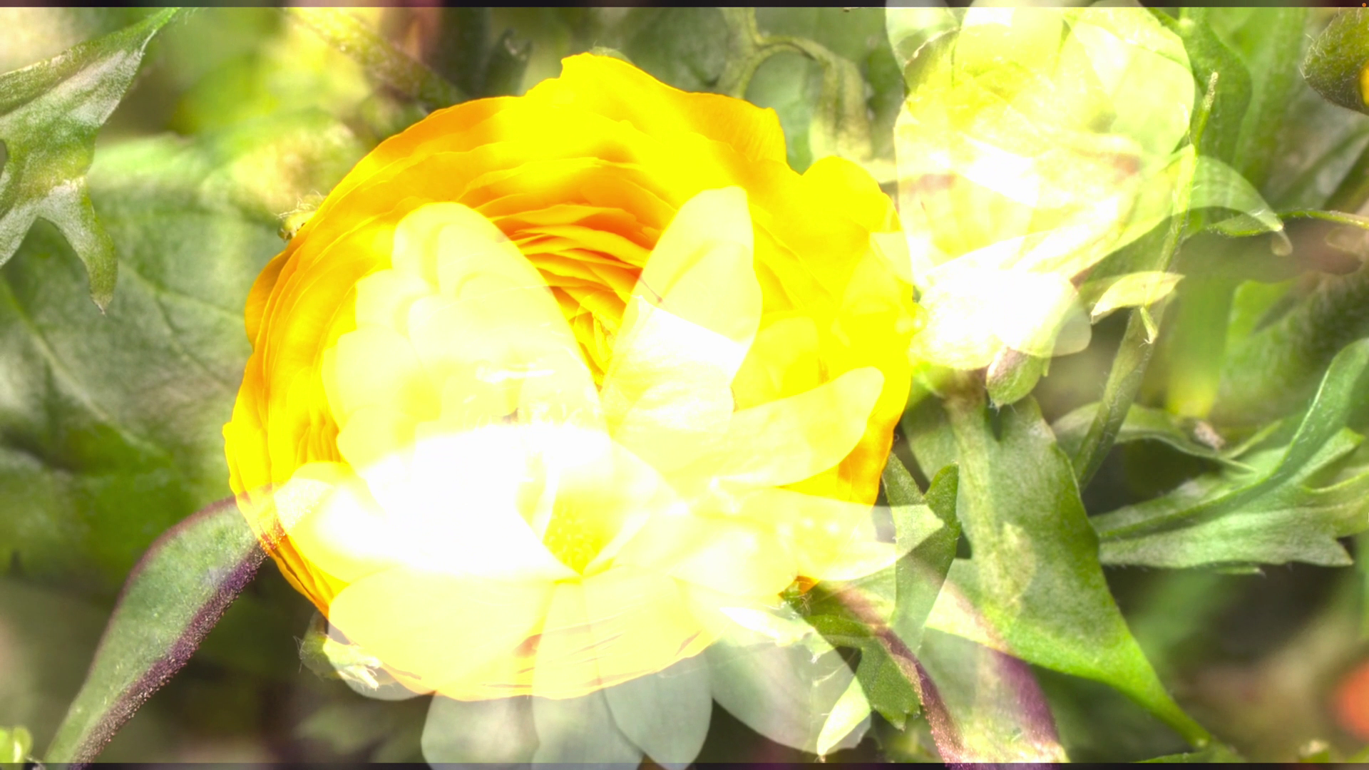 yellow blooming flower