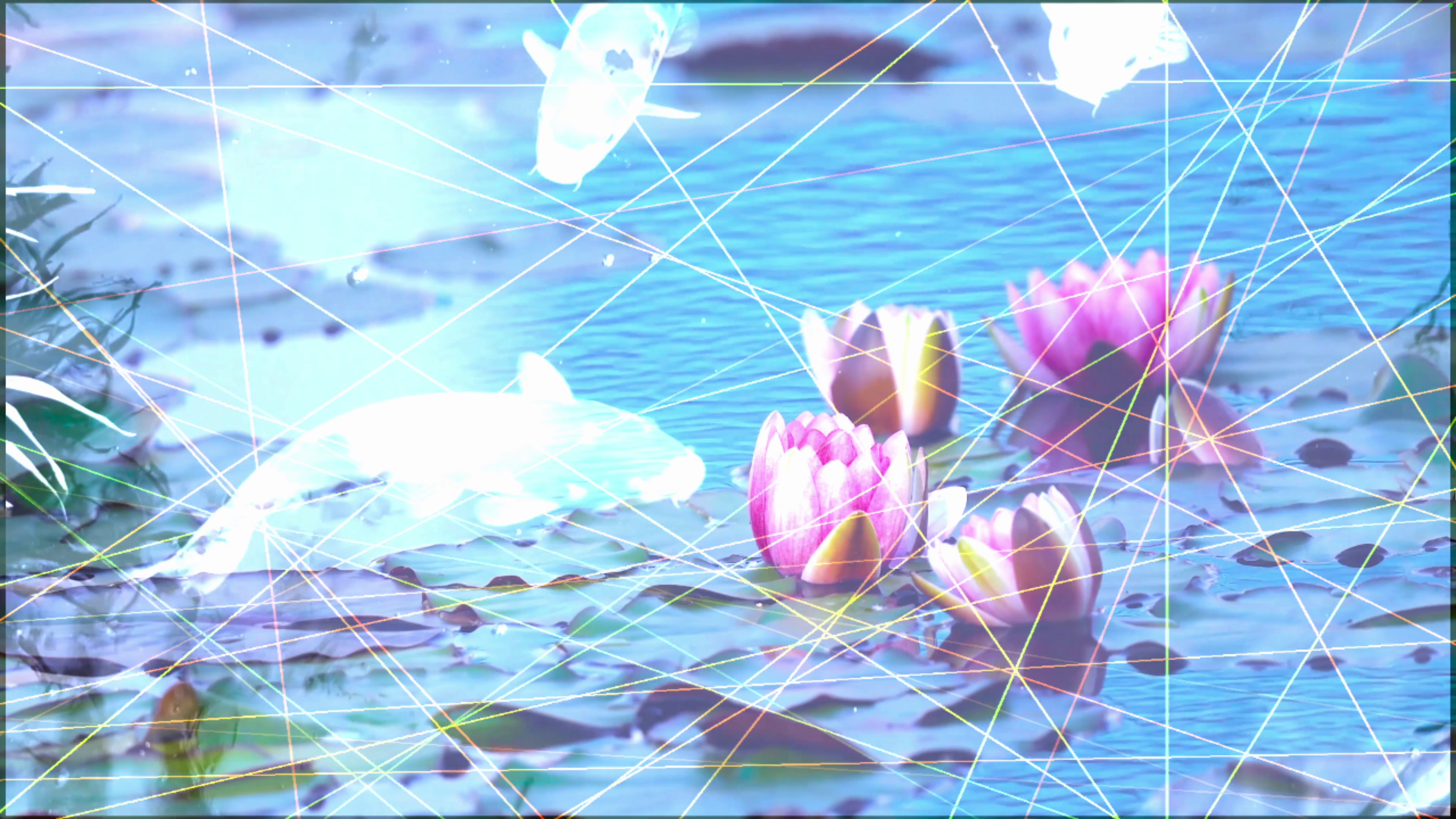 pond with koi fish and purple flowers