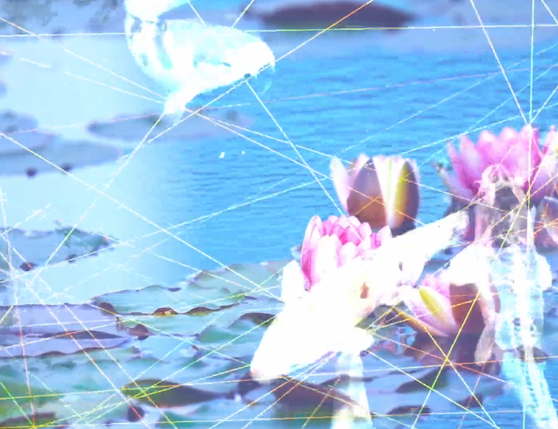 screenshot from a video that features koi fish and lotus flowers with video effects